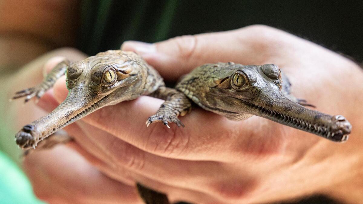 Fort Worth Zoo celebrates new rare gharial hatchlings | Fort Worth